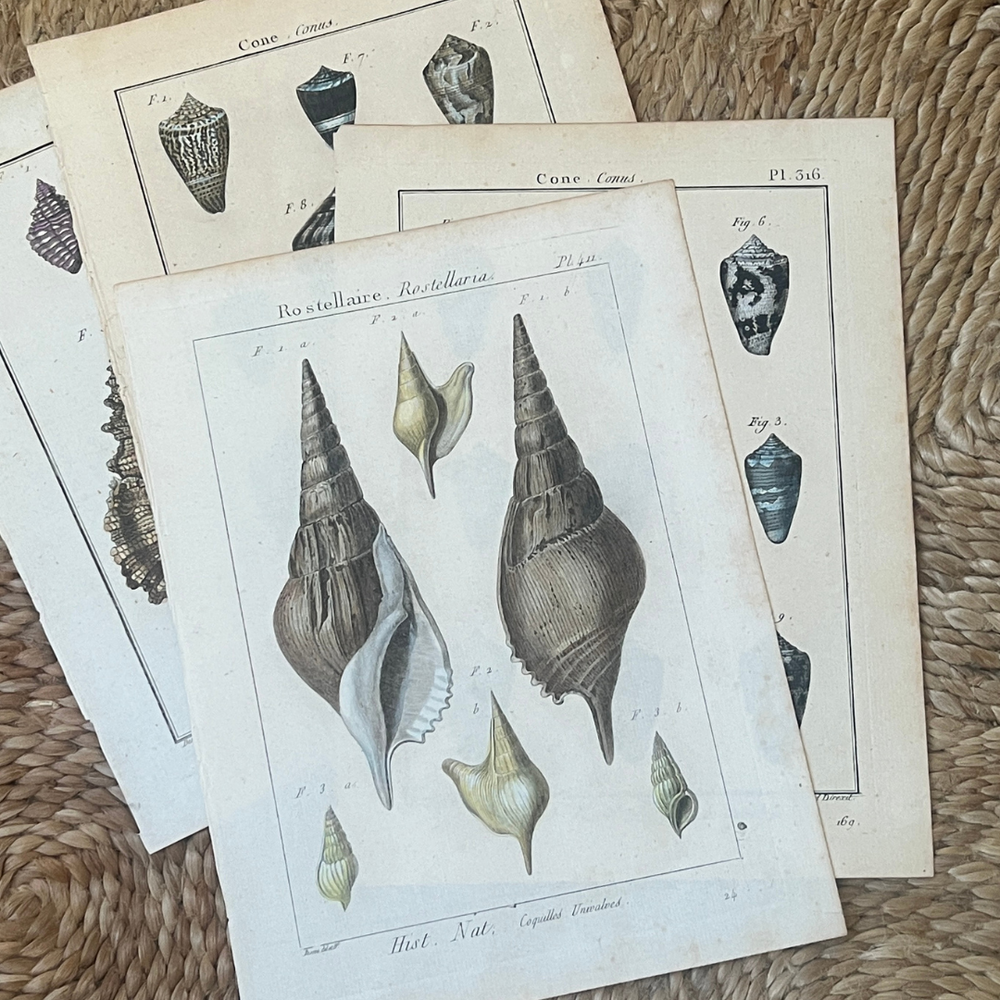 
            
                Load image into Gallery viewer, Vintage Shells
            
        