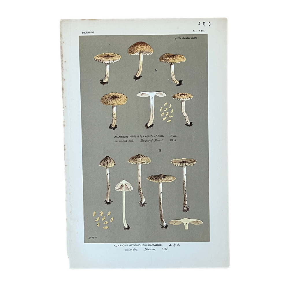 Vintage Mushroom Lithographs